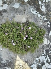 Jamesbrittenia calciphila