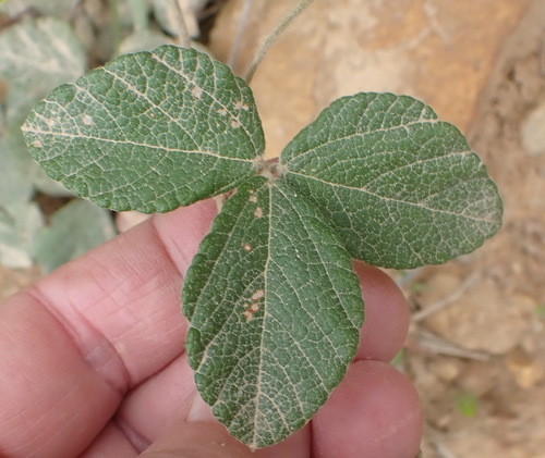 Image of Rhynchosia caribaea by (c) Nicola van Berkel, some rights reserved (CC BY-SA)