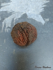 Juglans nigra