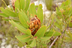 Protea obtusifolia