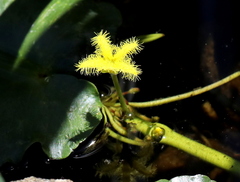 Nymphoides thunbergiana