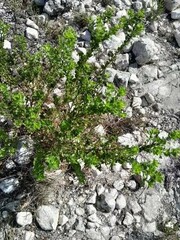 Psoralea bracteolata