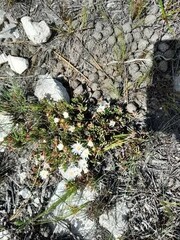 Lampranthus ceriseus