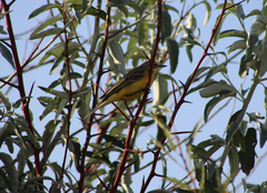 Motacilla flava