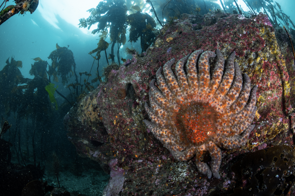 Sunflower Sea Star
