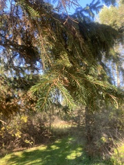 Picea glauca