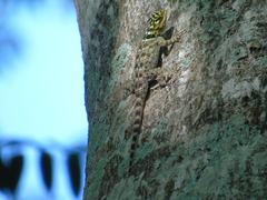 Sceloporus serrifer