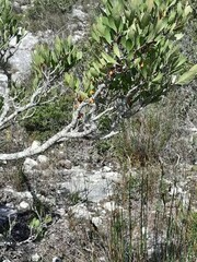 Pterocelastrus tricuspidatus