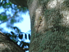 Sceloporus serrifer