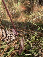 Hieracium megacephalon