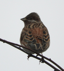 Emberiza leucocephalos