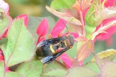 Euodynerus crypticus