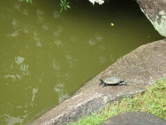 Mauremys japonica