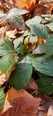 Rubus flagellaris
