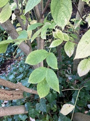 Staphylea