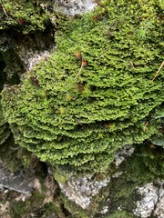 Plagiothecium denticulatum