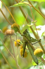 Schistocerca alutacea