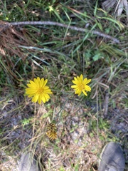 Hieracium megacephalon