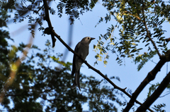 Dicrurus leucophaeus