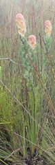 Mimetes pauciflorus