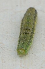 Chloridea virescens