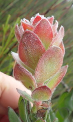 Mimetes pauciflorus