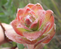 Mimetes pauciflorus