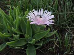 Delosperma ashtonii