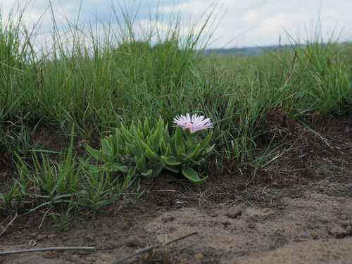 Image of Delosperma ashtonii by (c) Andrew Hankey, some rights reserved (CC BY-SA)