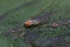 Trioza urticae