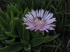 Delosperma ashtonii