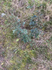 Hippocrepis emerus
