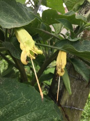 Brugmansia