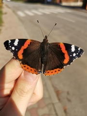 Vanessa atalanta