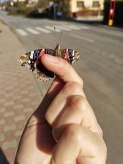 Vanessa atalanta