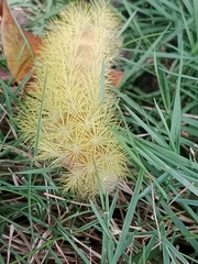 Lepidoptera
