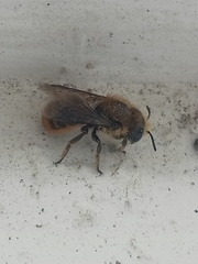 Osmia azteca