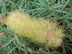 Lepidoptera