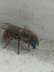 Osmia azteca