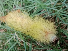 Lepidoptera