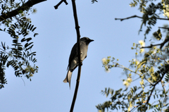 Dicrurus leucophaeus