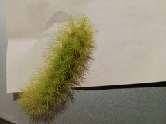 Lepidoptera