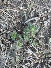 Glandularia quadrangulata