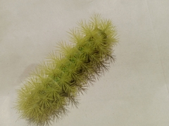 Lepidoptera