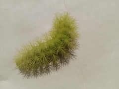 Lepidoptera