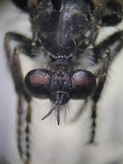 Cyrtopogon