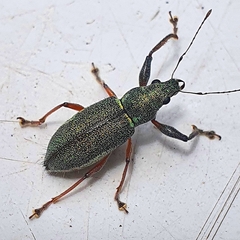 Naupactus auricinctus