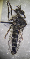Cyrtopogon