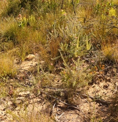 Leucospermum calligerum