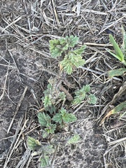 Glandularia quadrangulata